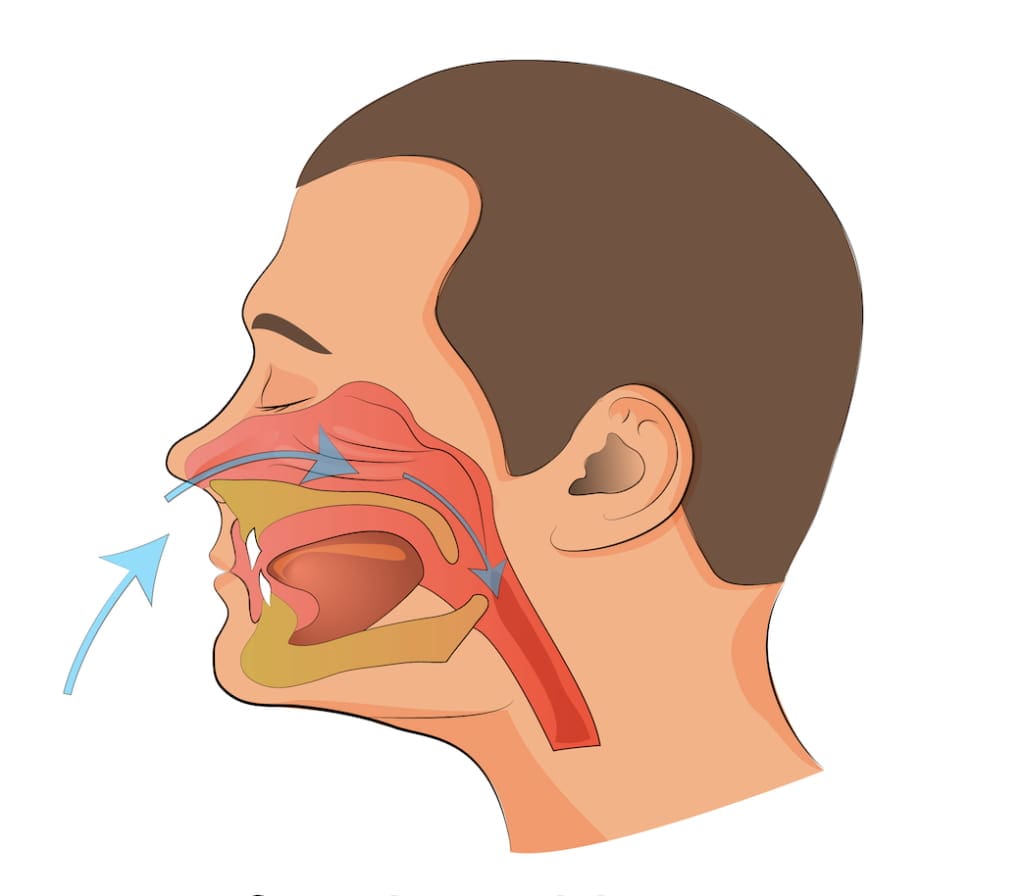 Side view illustration of the human respiratory system showing airflow through the nasal cavity, pharynx and trachea